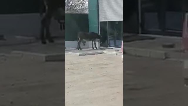 советую посмотреть. Ослик хочет зайти в супермаркет, но его не пускают без маски. смотреть онлайн