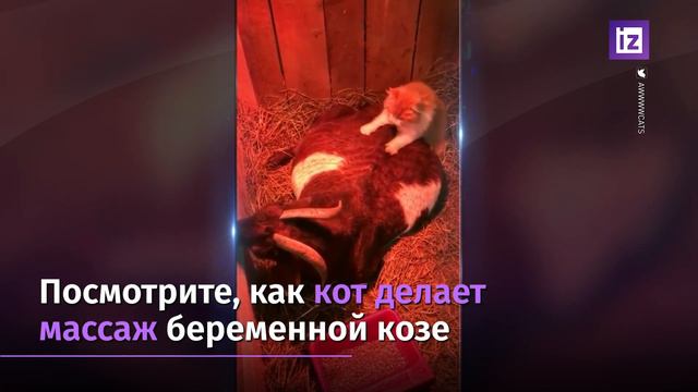Кот делает массаж смотреть онлайн