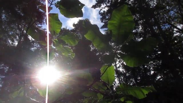 Tropical looking large leaf Magnolia macrophylla for cold regions смотреть онлайн