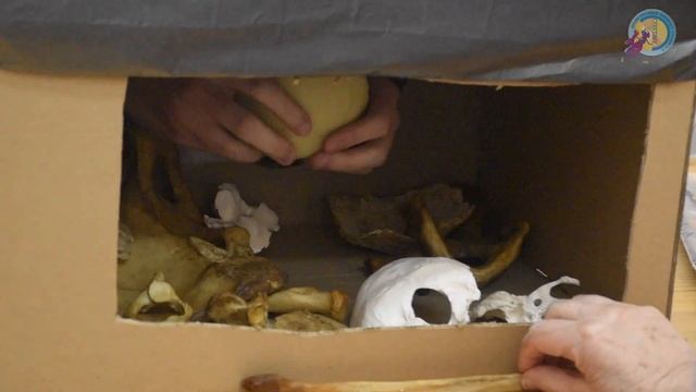 ОЛИМПИАДА ПО АНАТОМИИ | PEDIATRIC