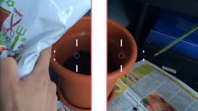 Как пересадить пальму "Юкка" смотреть онлайн