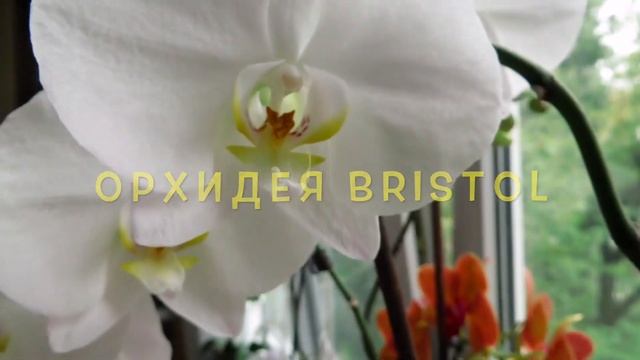 4 СОРТА ОРХИДЕЙ \AIKO\BRISTOL \WINNIPEG\SURFSONG смотреть онлайн