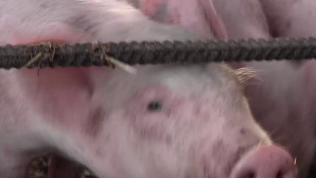 Домашние свиньи. Разведения свиней дома. смотреть онлайн