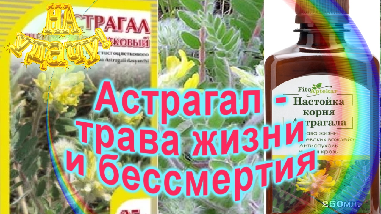 Астрагал - трава жизни и бессмертия смотреть онлайн