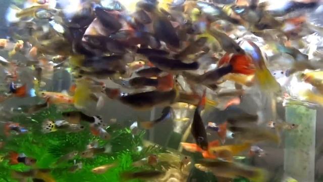 The Best Way To Feed Million Guppy Guppiesfish In Aquarium FISHtank