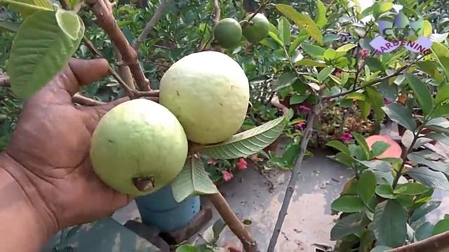 How to grow big guavas in a pot? Psidium Guajava (Amrud) in pots смотреть онлайн