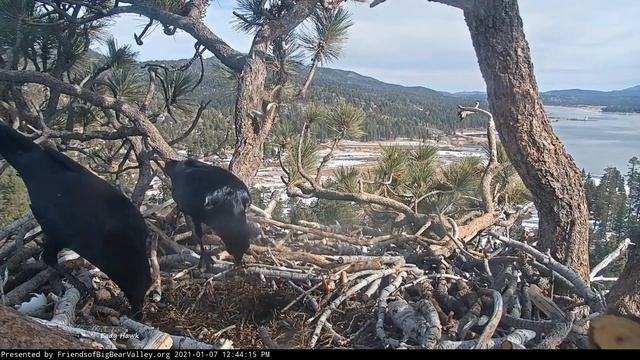 Big Bear Eagle ~Heartbreaking News! Ravens Eat Jackie & Shadow's Egg! Jackie Returns Too Late 1.7.2 смотреть онлайн