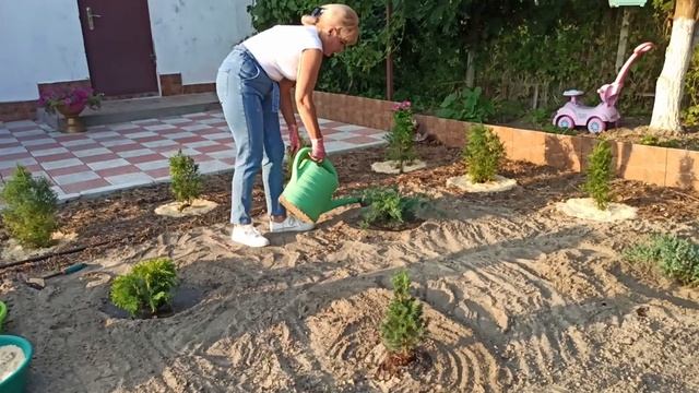 Як зробити клумбу своїми руками  Найкрасивіша клумба з хвойних рослин