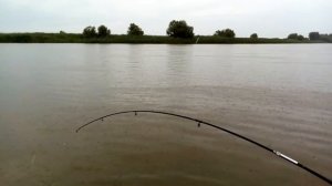 Рыбалка в Маково.  Астраханская обл.  Жерех, судак, сом, сазан, щука все за одну рыбалку.