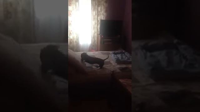Такс один в комнате смотреть онлайн
