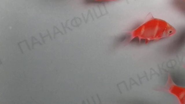 Барбус суматранский альбино красный гло (Puntius tetrazona) смотреть онлайн