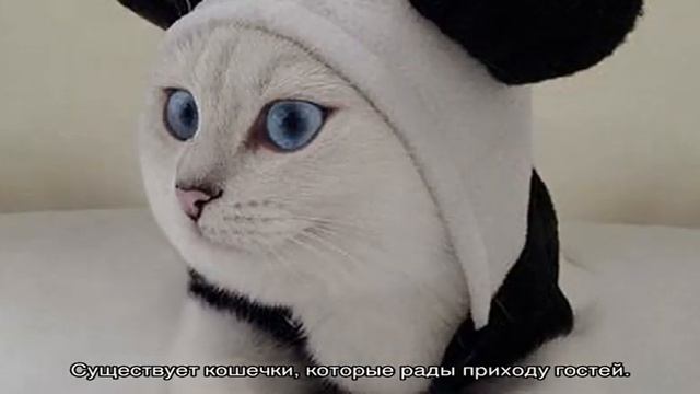 Кот Коби: порода с красивыми голубыми глазами смотреть онлайн