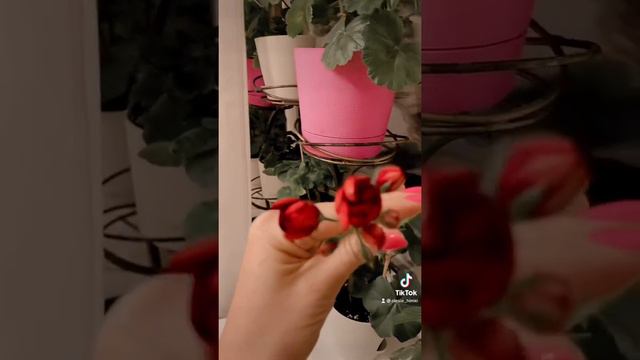 Мои пеларгонии#цветы смотреть онлайн