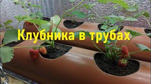 Клубника в трубе Грядка для клубники из трубы ПВХ 160мм
