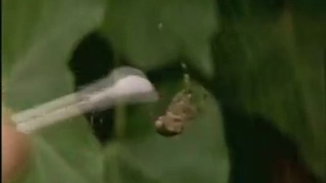 Spiders On Drugs смотреть онлайн