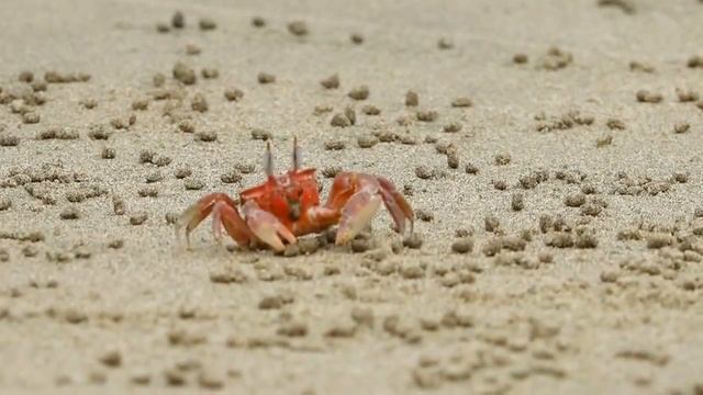 Необычное поведение крабов на пляже смотреть онлайн