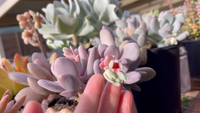 (Eng Sub) Rotting Succulents, Flower Stalk Issues กุหลาบหินกลับดาว ปัญหาการชำกิ่งดอก #95