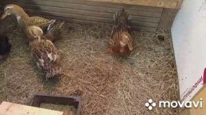 Содержание и уход за утками в теплице зимой.Утятник своими руками дёшего.