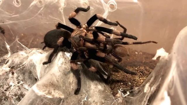 Haplocosmia himalayana (Himalayan Earth Tiger) - mating and cannibalism смотреть онлайн