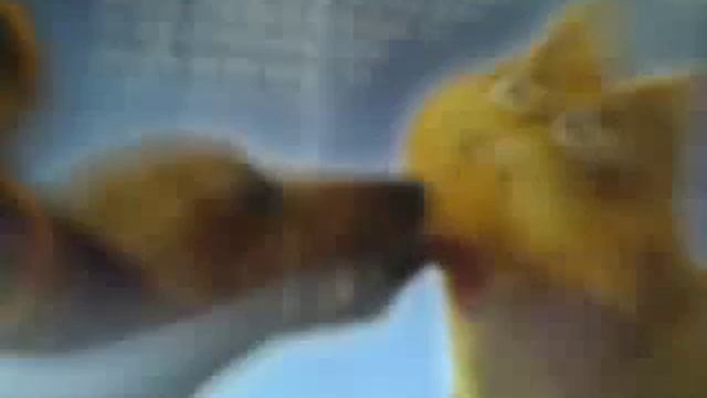 Garfield 2 A tale of two kitties unboxing смотреть онлайн