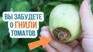 Как лечить вершинную гниль томатов?  Профилактика вершинной гнили помидоров