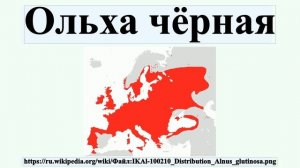 Ольха чёрная