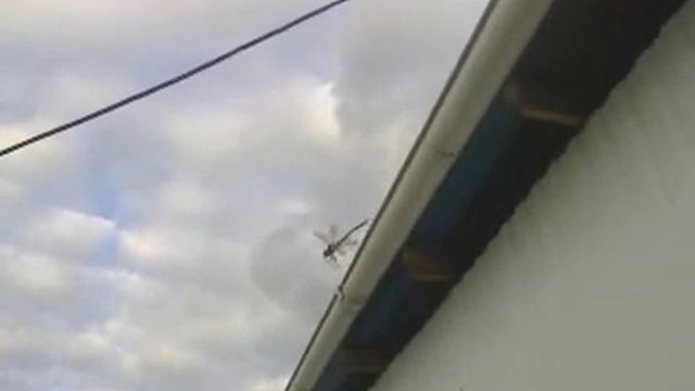 Стрекоза попавшая в паутину. смотреть онлайн