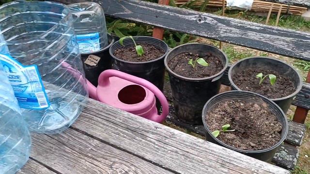 Пересаживаем розовый бархатный банан. смотреть онлайн