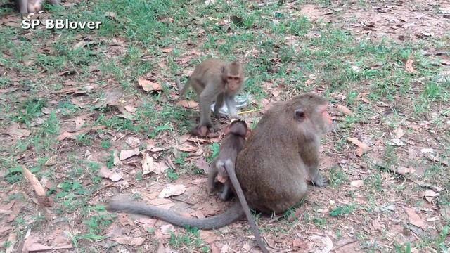 Queen And Princess 10 - Kidnapper Trick For Catch Baby Monkey смотреть онлайн
