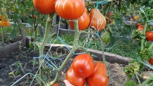 Томат Абруццо -описание сорта томата АБРУЦЦО