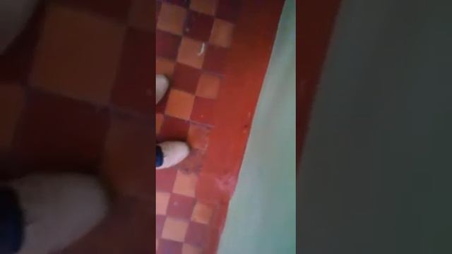 В Белокаменской школе бескарагайского р_а. Меню не соответствует действительности. смотреть онлайн