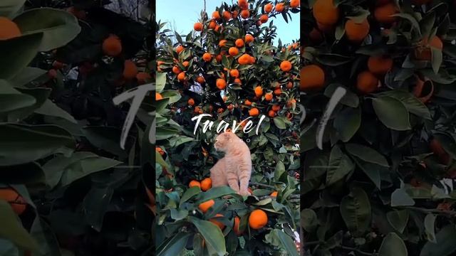 Найдена новая порода - Абхазский мандариновый кот ? живёт только на мандариноаых деревьях ????? смотреть онлайн