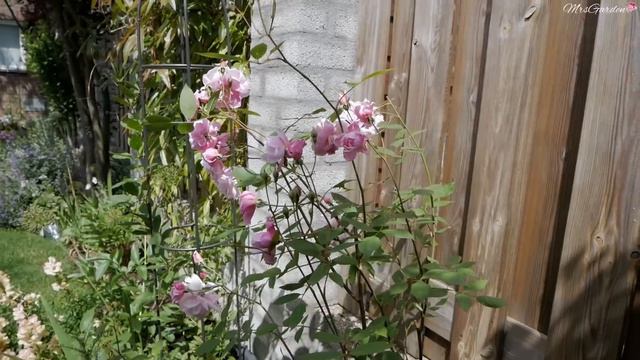 Byliny królują !!! / Update jaskrów i anemonów / Spacer po ogrodzie / MrsGarden смотреть онлайн