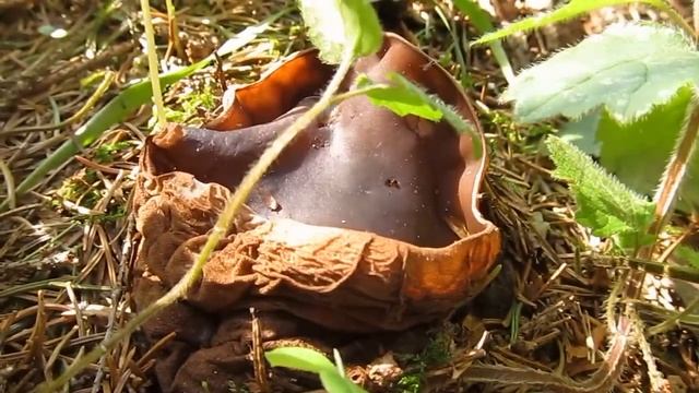 Саркосома шаровидная (Sarcosoma globosum) смотреть онлайн