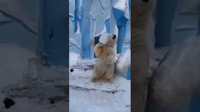 Все любят играть Белый медведь — самый крупный сухопутный хищник на Земле смотреть онлайн