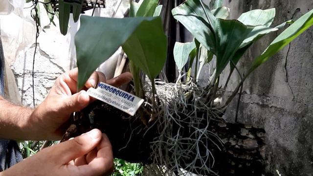 CÓMO ES UNA DE LAS COLECCIONES PRIVADAS MÁS GRANDES DE ORQUÍDEAS DE LA ARGENTINA (2da. PARTE) смотреть онлайн