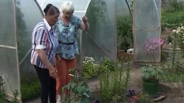 Дачные советы 24.07.15