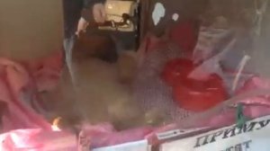 Птичий рынок в Саратове