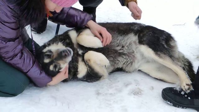 Вилду вычесывают смотреть онлайн