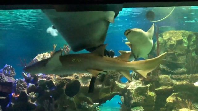Кормление акул и ската. Океанариум Санкт-Петербург. Shark feeding смотреть онлайн
