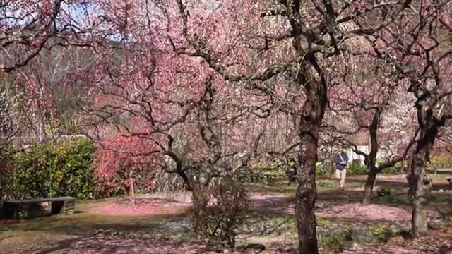 【Сливовый сад, выращенный супружеской парой】 Посетите Сад плакучей сливы Киношита смотреть онлайн
