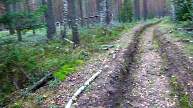 ПРИКЛЮЧЕНИЯ ЗА БЕЛЫМ ГРИБОМ 2-ЧАСТЬ, ЖАРИМ НОВЫЕ ГРИБЫ, ПОДМОСКОВЬЕ 2021г. смотреть онлайн