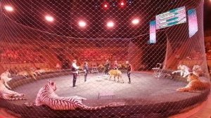 Открытая репетиция братьев Запашных в Большом Ленинградском цирке. Хищники.
