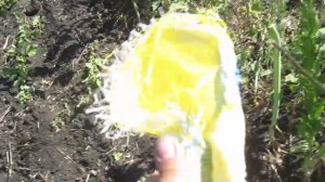 Повилика. Растение-паразит. |Cūscuta| Опасно!