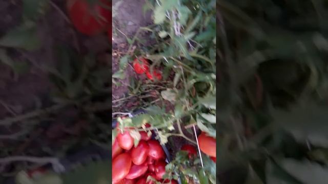 Помідори сливки високорослі перцеподібні смотреть онлайн