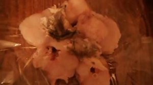 Треска в микроволновке