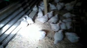 Бройлеры хрипят. Лечение, итог.