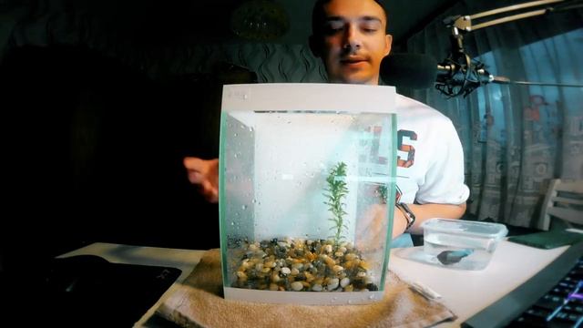 Как обустроить аквариум для петушка. Распаковка IN THE BOX/ [Аквариум] смотреть онлайн