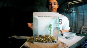 Как обустроить аквариум для петушка. Распаковка IN THE BOX/ [Аквариум]