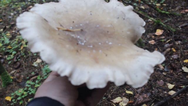 Говорушка дымчатая. Съедобный, но не очень. смотреть онлайн